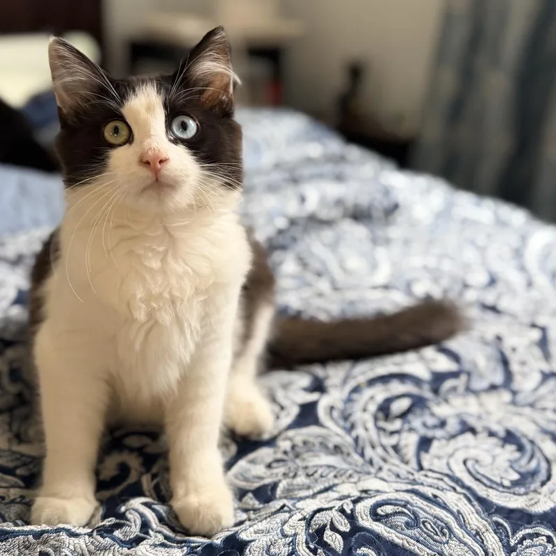 A baby small-sized female Black Domestic Long Hair cat named Dolly for adoption in Long Beach, CA