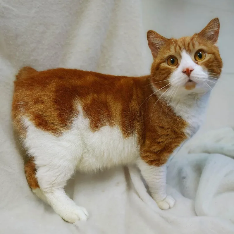 An adult medium-sized male Orange / Red Manx cat named Marcus for adoption in Versailles, KY