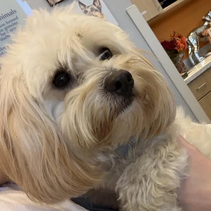 An adult small-sized female White / Cream Shih Tzu dog named Lady for adoption in Marshall, TX