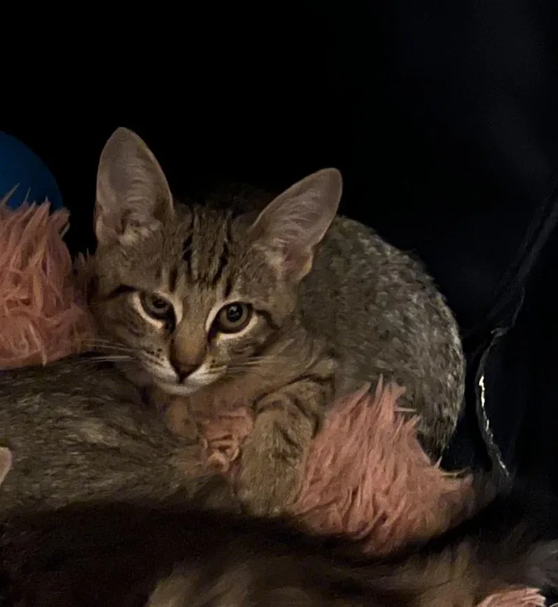 An adult medium-sized female Domestic Short Hair cat named Mazy for adoption in Virginia Beach, VA