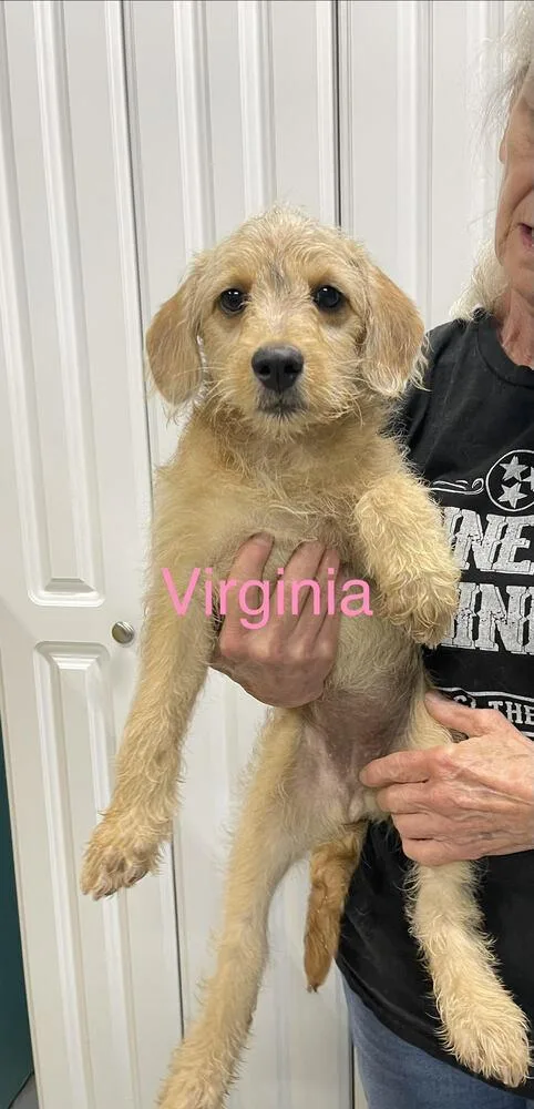 A baby small-sized female Brown / Chocolate Goldendoodle dog named Virginia for adoption in Chattanooga, TN