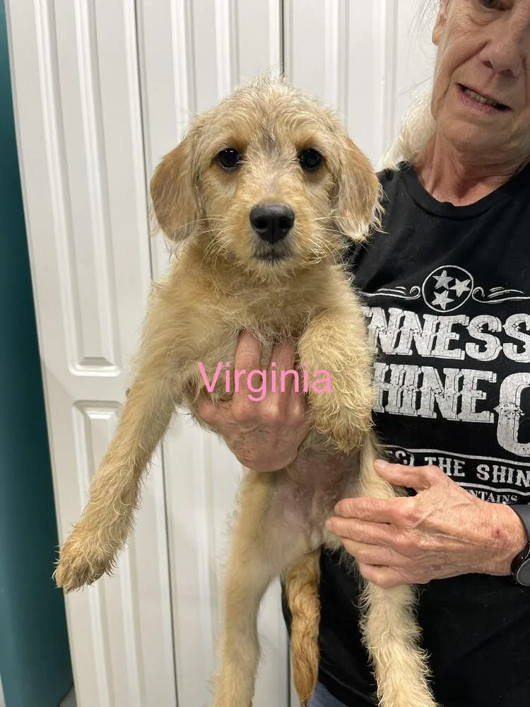 Virginia thumbnail 2
