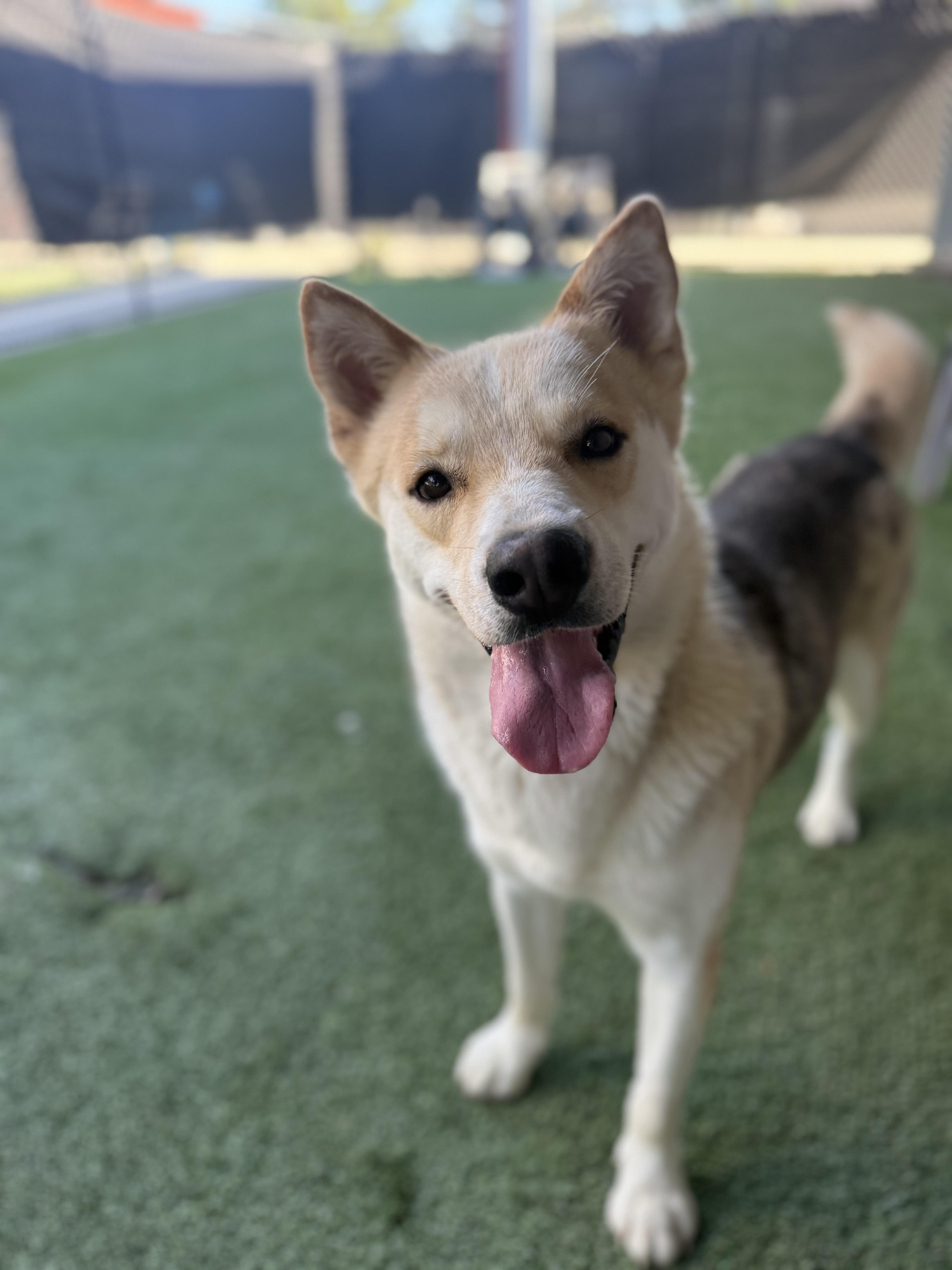An adult medium-sized male Tricolor (Brown, Black, & White) Shiba Inu dog named Yoshi for adoption in Lodi, CA