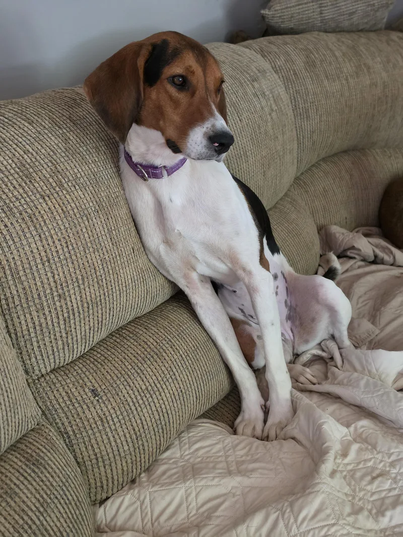 A young medium-sized female American Foxhound dog named Sophie for adoption in Franklin, NC