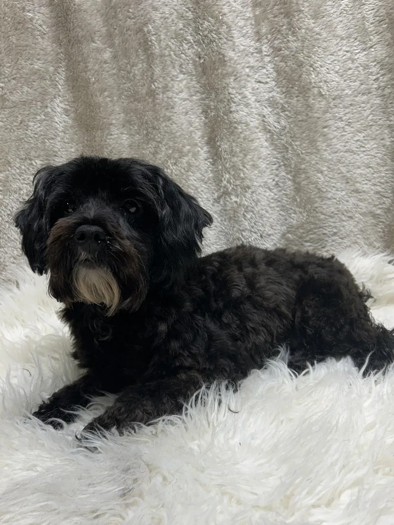Phoebe