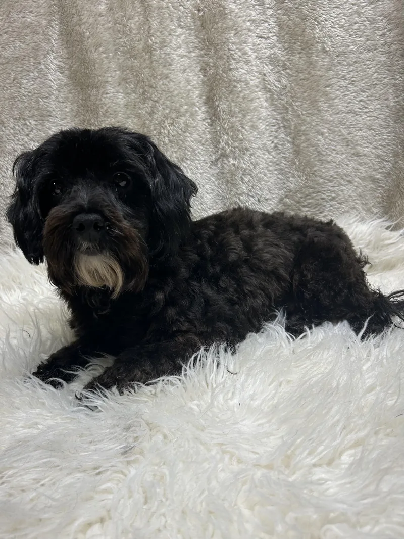Phoebe thumbnail 3