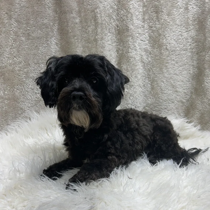 Phoebe thumbnail 6