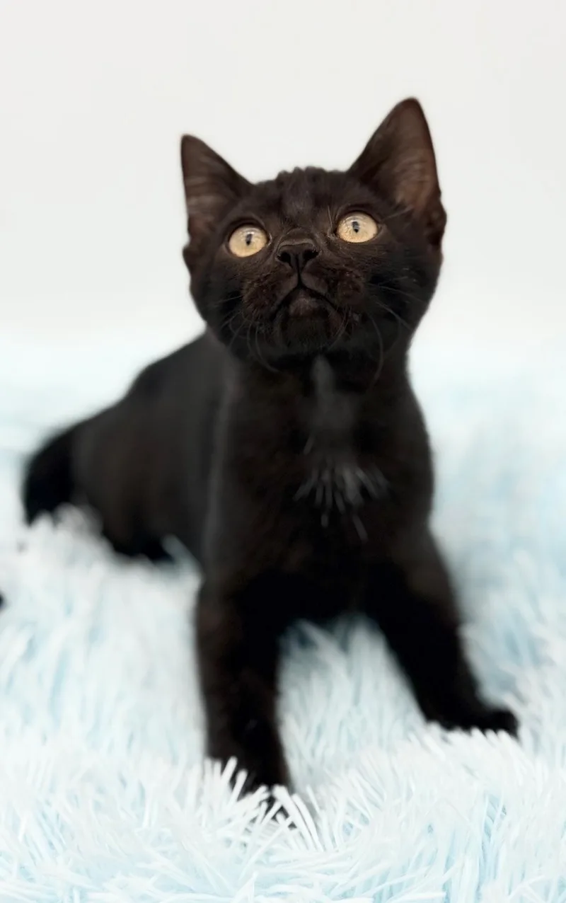 A baby medium-sized female Black Domestic Short Hair cat named Firefly for adoption in Covington, LA