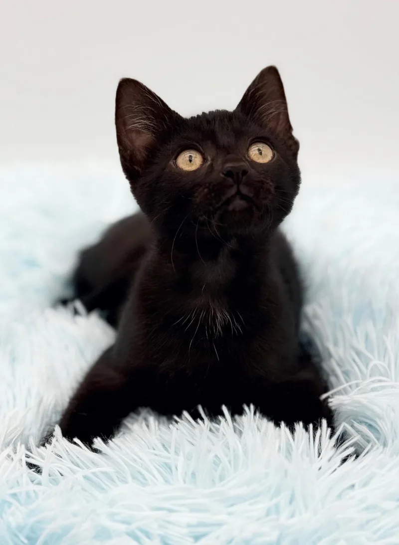 Firefly thumbnail 6