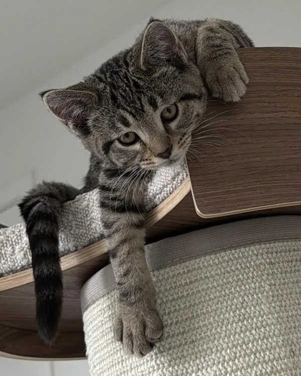 A baby medium-sized female Domestic Short Hair cat named Cookie for adoption in Healdsburg, CA