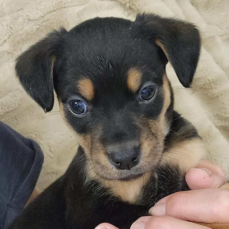 A baby medium-sized female Black Mixed Breed dog named Izzy for adoption in Centralia, WA