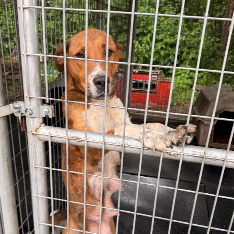 An adult medium-sized female Brown / Chocolate Mixed Breed dog named Jazzy for adoption in Evensville, TN