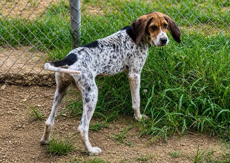 An adult medium-sized female Bluetick Coonhound dog named Pearl for adoption in TULSA, OK