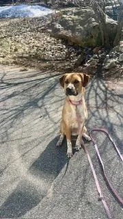 An adult medium-sized female Cattle Dog dog named Maple for adoption in Monroe , NC