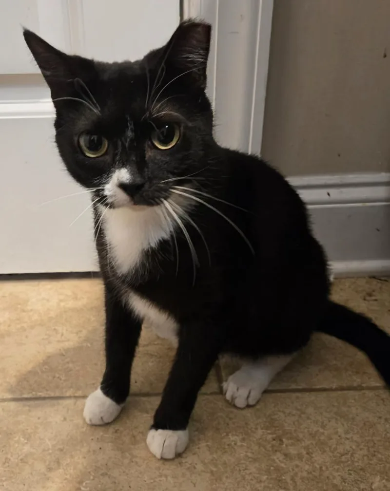 A young medium-sized female Domestic Short Hair cat named Eclipse for adoption in Evans, GA