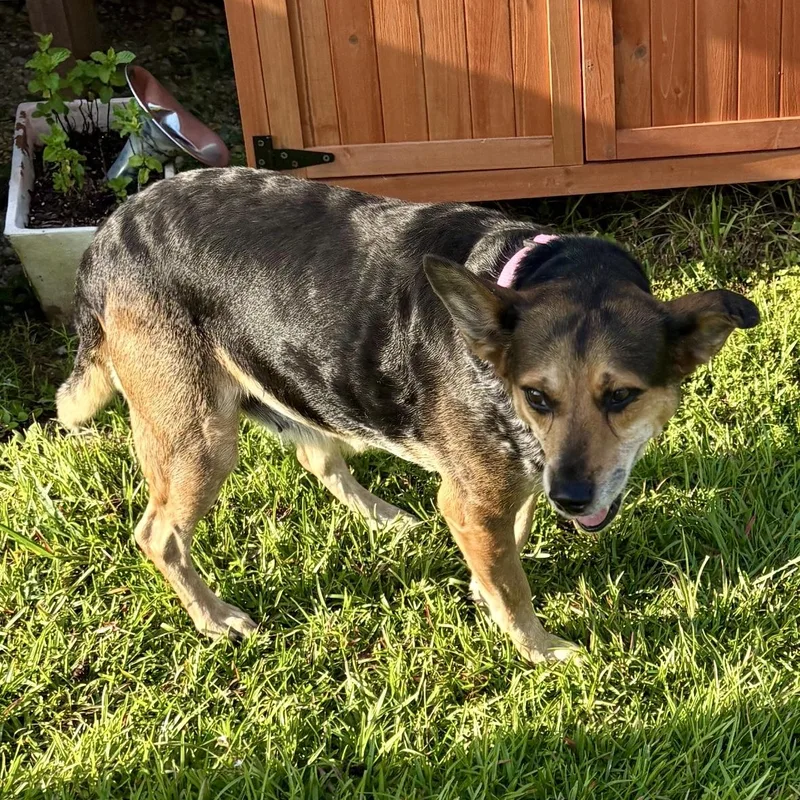 An adult medium-sized female Tricolor (Brown, Black, & White) Mixed Breed dog named Sadie for adoption in Brewton, AL