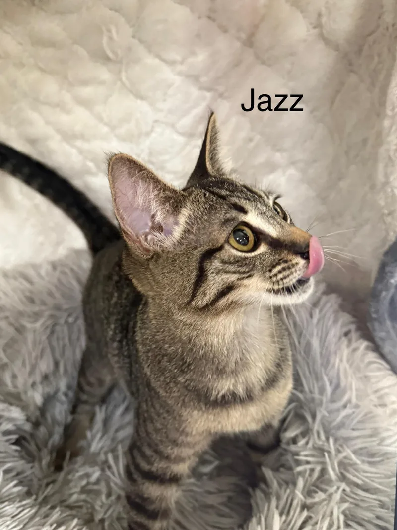 A young small-sized male Domestic Short Hair cat named Jazz for adoption in Columbus, GA