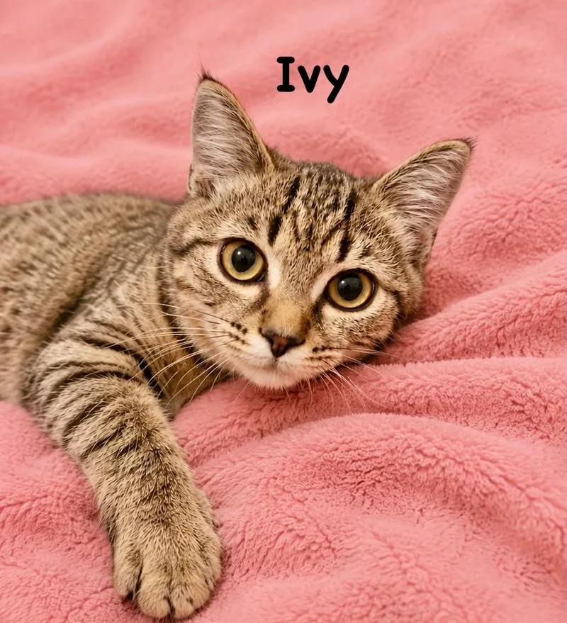 Ivy thumbnail 2