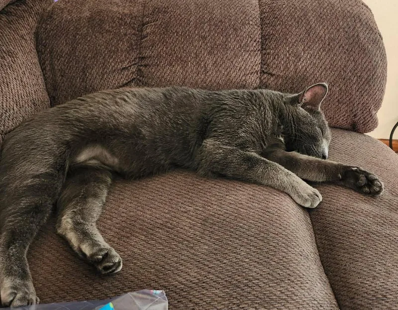 An adult medium-sized female Gray / Blue / Silver Domestic Short Hair cat named June for adoption in Valley City, ND