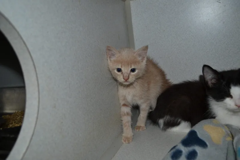 A baby small-sized male Domestic Short Hair cat named Sunshine for adoption in Jackson, LA