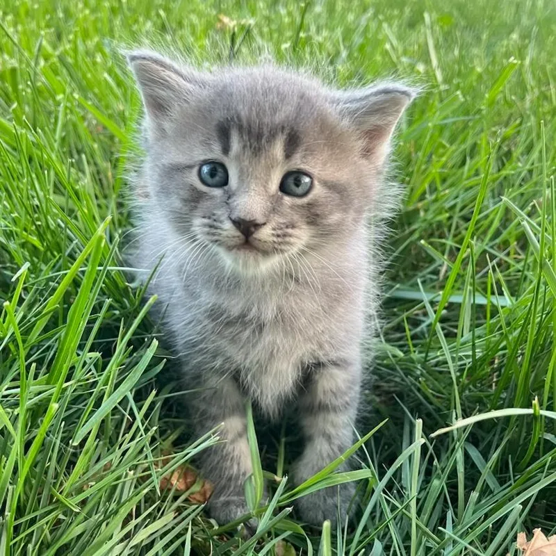 A baby small-sized male Gray / Blue / Silver Domestic Medium Hair cat named Joan for adoption in Winston Salem, NC