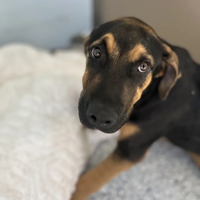 An adult medium-sized male Black Mixed Breed dog named Pat for adoption in LOXAHATCHEE, FL