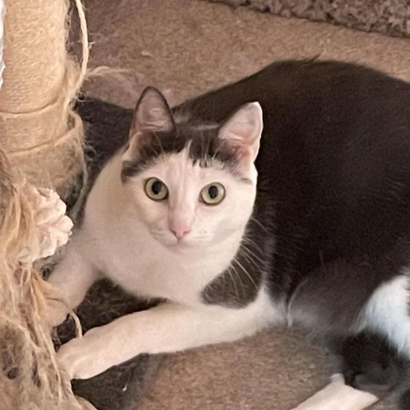 An adult medium-sized female White Domestic Short Hair cat named Baby for adoption in Beaufort, SC