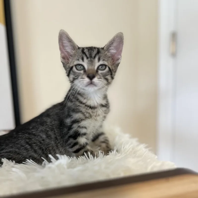 A baby small-sized male Gray / Blue / Silver Domestic Short Hair cat named Tigger for adoption in Fairfax Station, VA