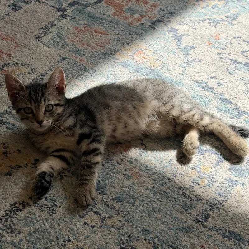 Tigger thumbnail 2