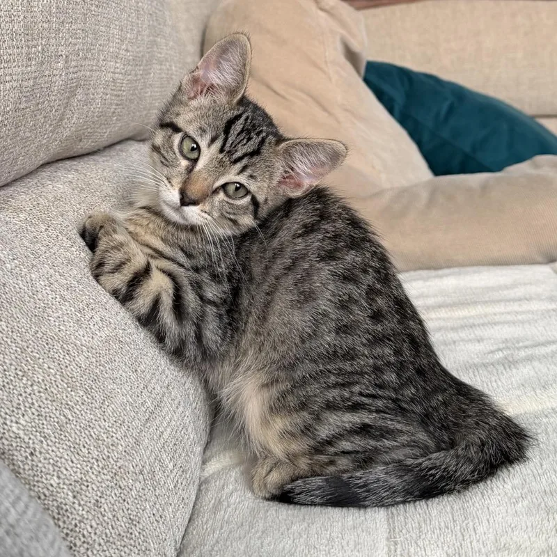 Tigger thumbnail 3