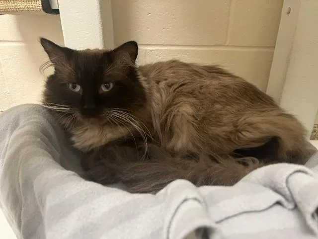 A young large-sized male Domestic Long Hair cat named Sir Fluffybottom for adoption in Colorado Springs, CO