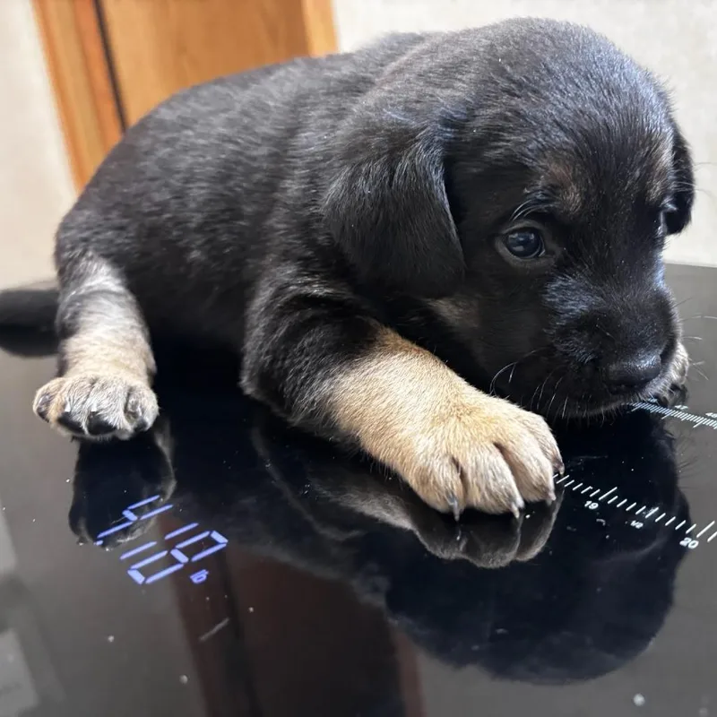 A baby medium-sized female Black Labrador Retriever dog named Spicy for adoption in Belleville, IL