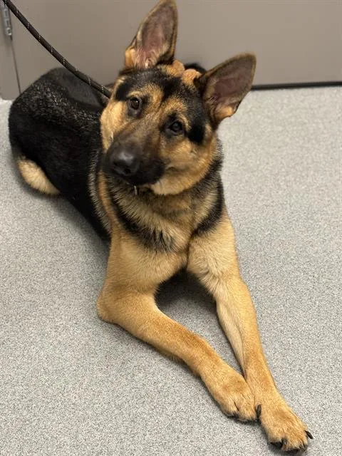 A young extra large-sized male German Shepherd Dog dog named Mango for adoption in Indianapolis, IN