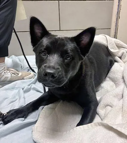 A young medium-sized female Black Mixed Breed dog named Bok Choy for adoption in Nashville, TN