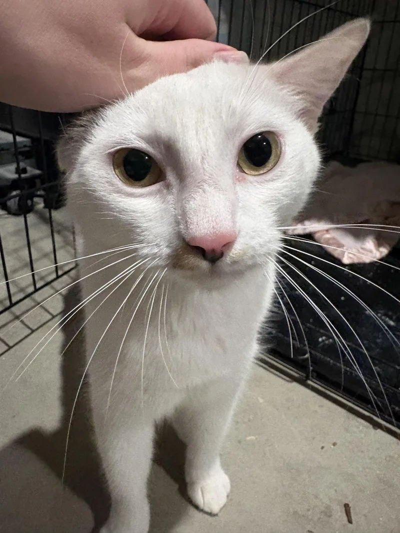 A young medium-sized female White Turkish Van cat named Narcissa for adoption in Fresno, CA
