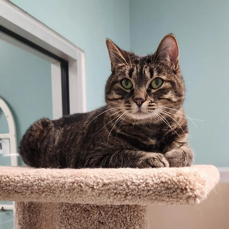 Oleander thumbnail 3