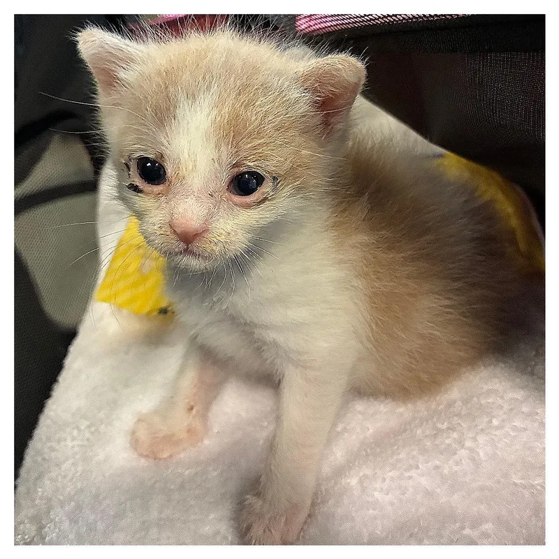 A baby small-sized female White Domestic Short Hair cat named Denim for adoption in Los Angeles, CA