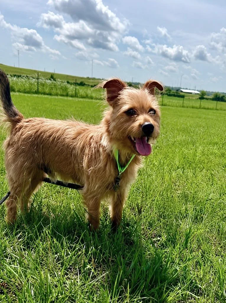 A young small-sized male Cairn Terrier dog named Rufus for adoption in Princeton, MA