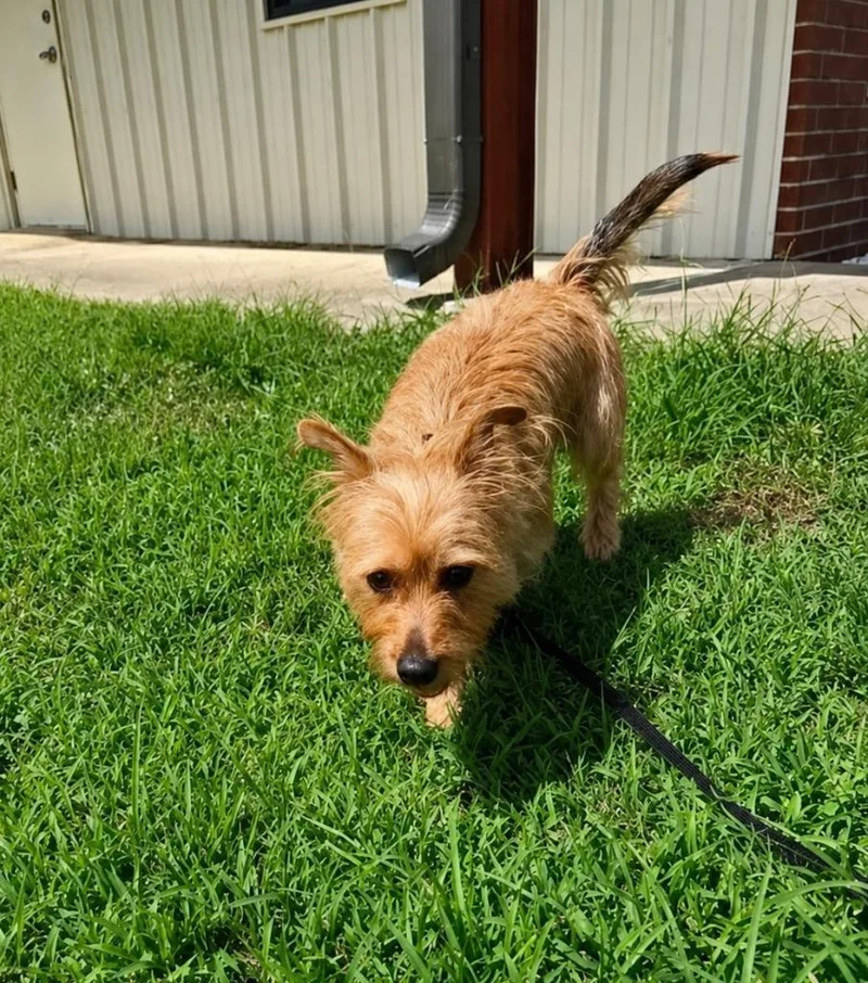 Rufus thumbnail 3