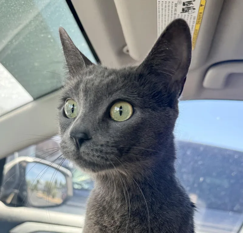 A young medium-sized female Domestic Short Hair cat named Isa Dora for adoption in Chandler, AZ