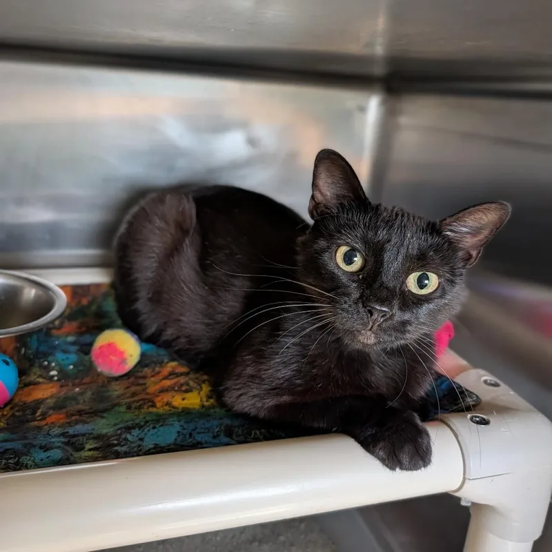 An adult medium-sized female Black Domestic Short Hair cat named Ariat for adoption in Cape Girardeau, MO