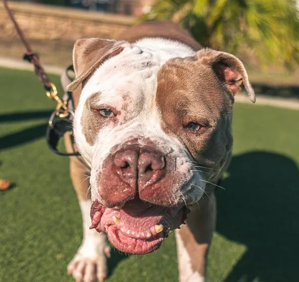 An adult large-sized male English Bulldog dog named Aztlan for adoption in Oceanside, CA