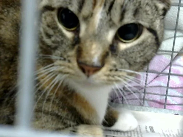 An adult large-sized female Domestic Short Hair cat named A for adoption in Pasadena, TX