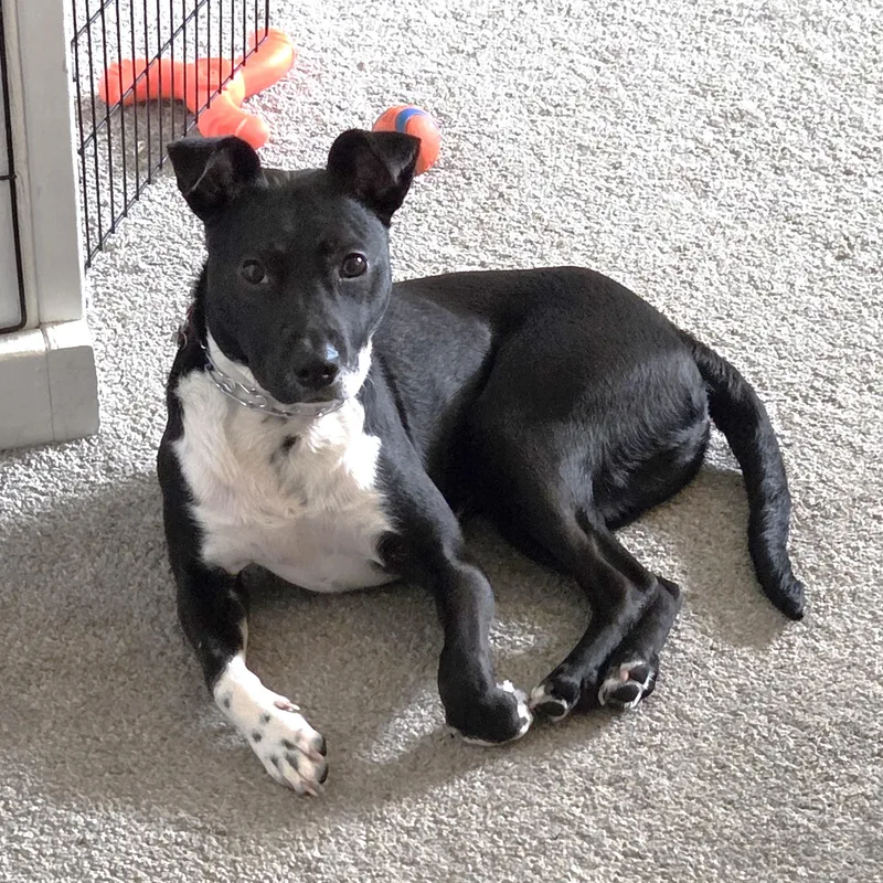 A young medium-sized male Mixed Breed dog named Jax Courtesy Listed for adoption in Midland, MI