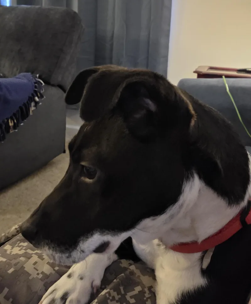 Jax Courtesy Listed thumbnail 3