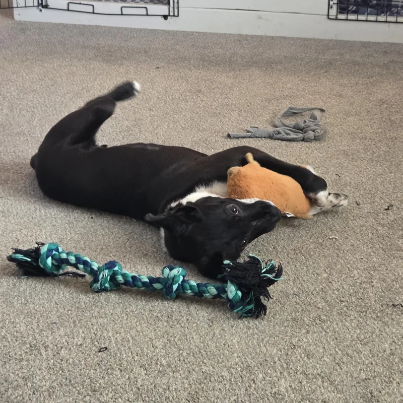 Jax Courtesy Listed thumbnail 4