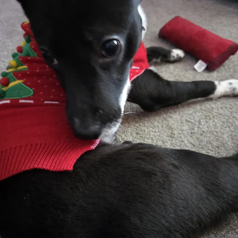 Jax Courtesy Listed thumbnail 5