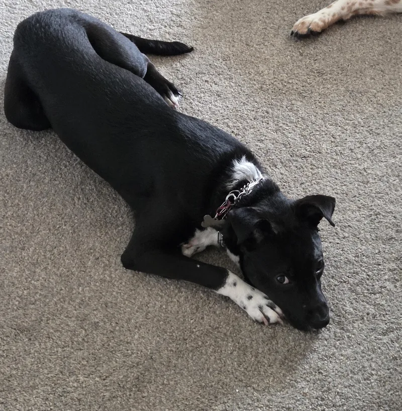 Jax Courtesy Listed thumbnail 6