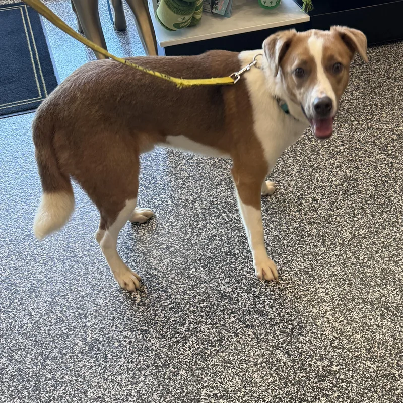 An adult medium-sized male Brown / Chocolate Shepherd dog named Eeyore for adoption in Phoenix, AZ