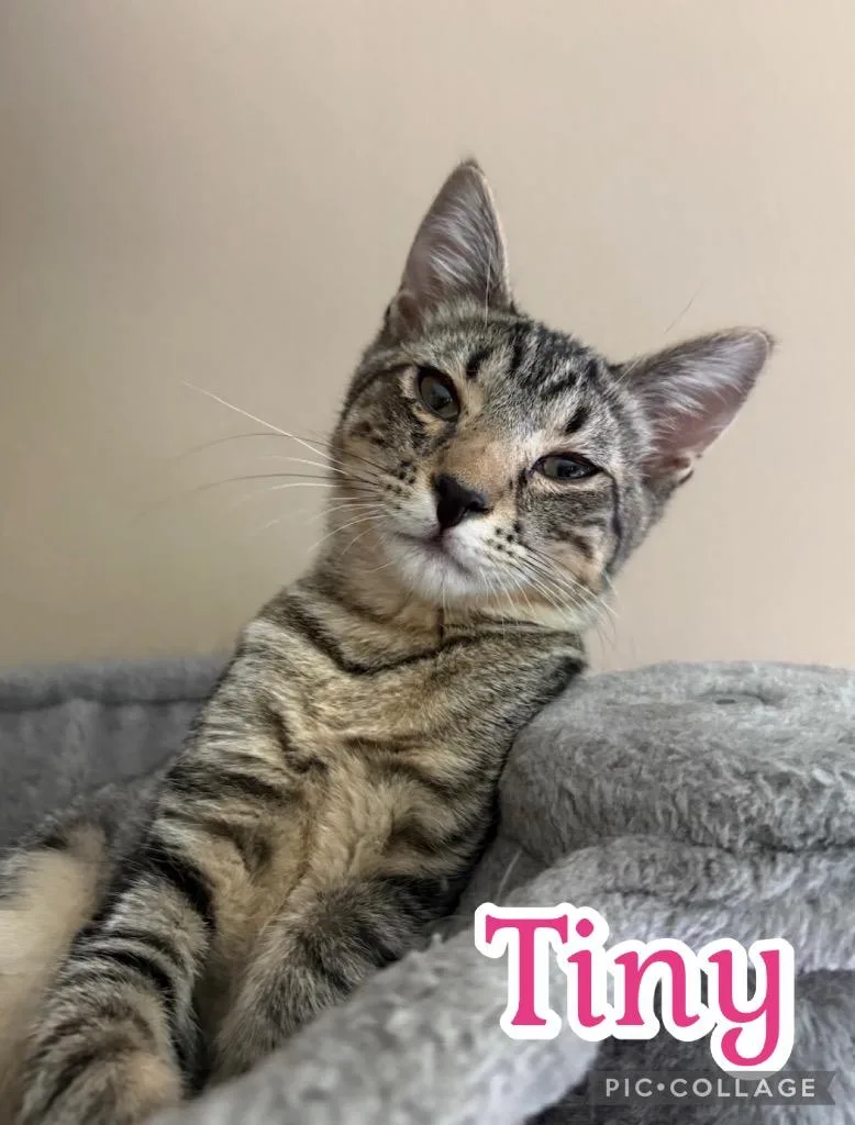 A baby small-sized female Domestic Short Hair cat named Tiny for adoption in Fort Oglethorpe, GA